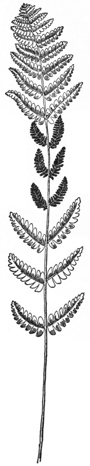 OFH-018 Osmunda claytoniana fertile frond