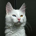 Odd-eyed Turkish Angora cat - 20080830