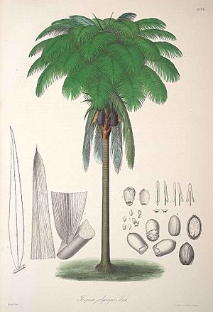 Oenocarpus bataua.jpg