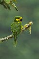 Ognorhynchus icterotis -Colombia-8