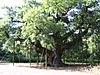 Oldest tree in Sherwood Forest park.JPG