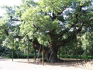 Oldest tree in Sherwood Forest park