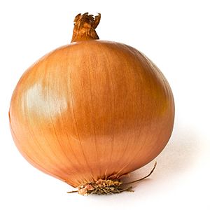 Onion on White.JPG