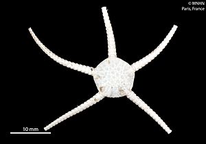 Ophiozonella subtilis (MNHN-IE-2013-10386) 02