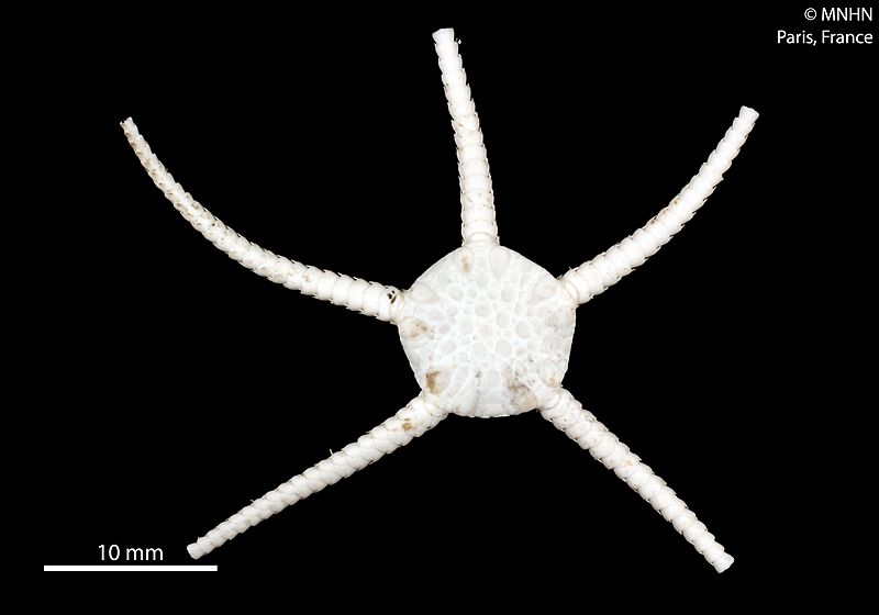Ophiozonella subtilis (MNHN-IE-2013-10386) 02