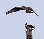 Ospreys at Pine Island