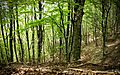Particolare della foresta di faggi - Parco Naturale dei Monti Aurunci
