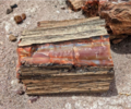 Petrified log, Petrified Forest National Park, Arizona