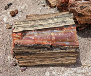 Petrified log, Petrified Forest National Park, Arizona