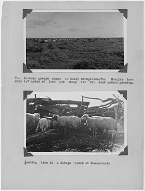 Photographs, with captions, showing Eastern Navajo range and lambing time, from "The Annual Report of Extension... - NARA - 296337