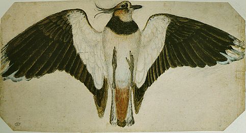 Pisanello - Codex Vallardi 2465 r