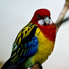 Platycercus eximius -Woodland Park Zoo-6-2c