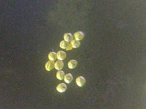 Pollen grains of a Tea plant