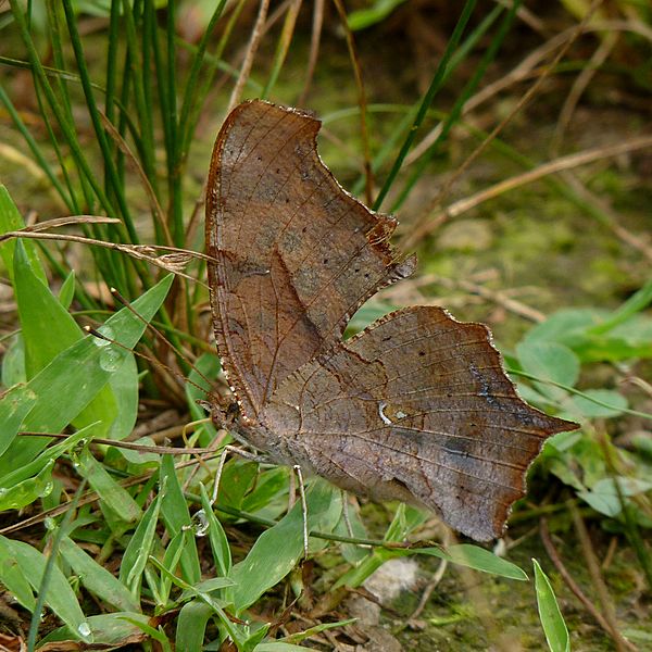 Polygonia interrogationis underside