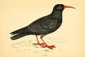 Pyrrhocorax pyrrhocorax -drawing -F O Morris-1862