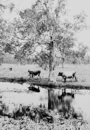 Queensland State Archives 1869 Westaways cattle property Meridan Plains Caloundra January 1956