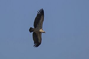 Rüeppell's griffon vulture (Gyps rueppellii erlangeri) in flight