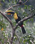 Ramphastos ambiguus Tucán mandíbula negra Black-mandibled Toucan (23834774155).jpg