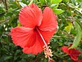 Red Hibiscus in Chennai during Spring