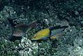 Reef1538 - Flickr - NOAA Photo Library.jpg