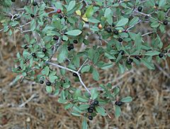 Rhamnus rubra Sierra coffeeberry branch