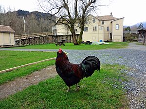 Rooster+KilbyStore