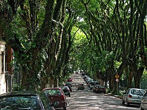 Rua Gonçalo de Carvalho