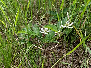 Rubus multifer.jpg