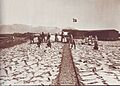 Saltfiskur