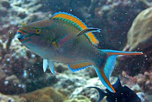 Scarus tricolor Maldives.jpg