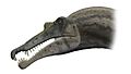 Spinosaurus skull steveoc