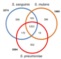 Streptococcus gene overlap