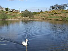 Swan Lake at Banton - geograph.org.uk - 164694