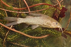 Synodontis leopardinus.jpg