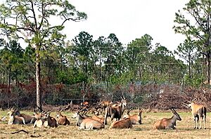 Taurotragus oryx (herd)