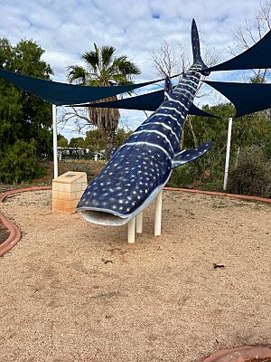 The Big Whale Shark, Western Australia, 2024