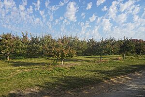 The Elegant Farmer October 2022 04 (apple orchard)