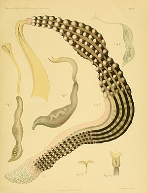 The fauna and geography of the Maldive and Laccadive archipelagoes V1P2 Plate VI
