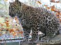Tierpark Cottbus China-Leopard2