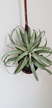 Tillandsia-xerographica