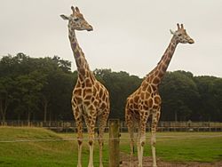 Two Rothschild giraffes at Woburn Safari Park