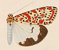 Utetheisa pulchella dilutior