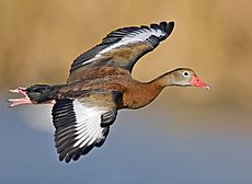 Whistling duck flight02 - natures pics-edit1