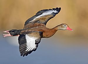 Whistling duck flight02 - natures pics-edit1.jpg