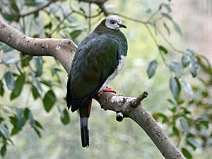White-bellied Imperial Pigeon SMTC