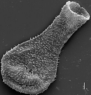Whole chitinozoan cropped