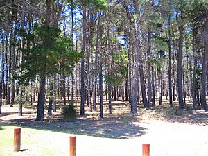 Winthrop pines