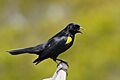Yellow-shouldered Blackbird 5 Mike Morel