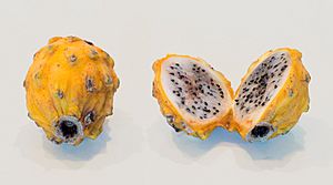 Yellow dragon fruit (50831s).jpg