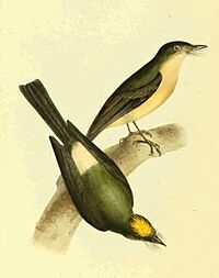 Zoological Illustrations Volume II Plate 116